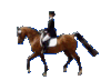 Drezura 3.gif